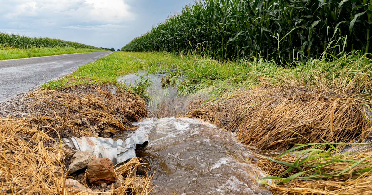 In The Foreground, Muddy Water Gushes From A Culver In A Ditch, While A Country Road And Rows of Corn Stretch Awway Into The Distance Beneath A Leaden Sky