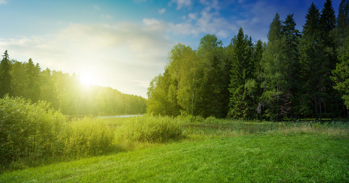 open forest land