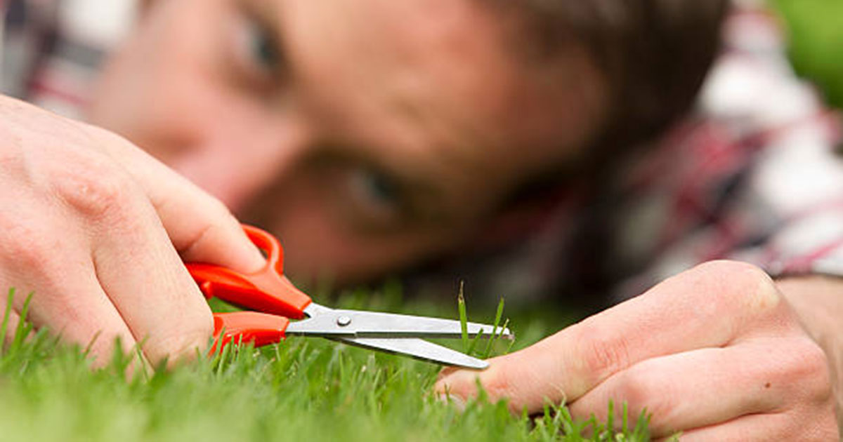 cutting grass with a scissors
