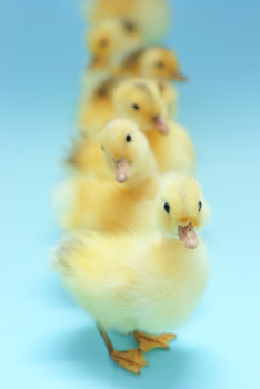 ducklings