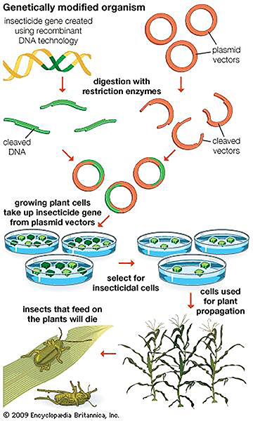 Figure 2: General Overview of DNA Modifications and the Creation of Genetically Modified Organisms