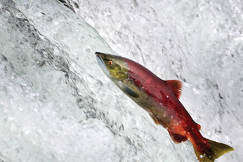 Salmon