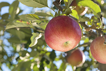 apple tree